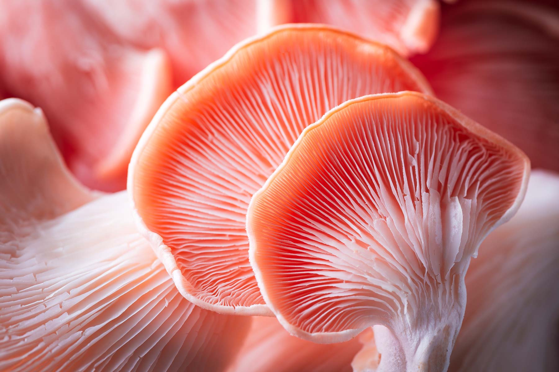 A close-up of pink oyster mushrooms showing their delicate gills.